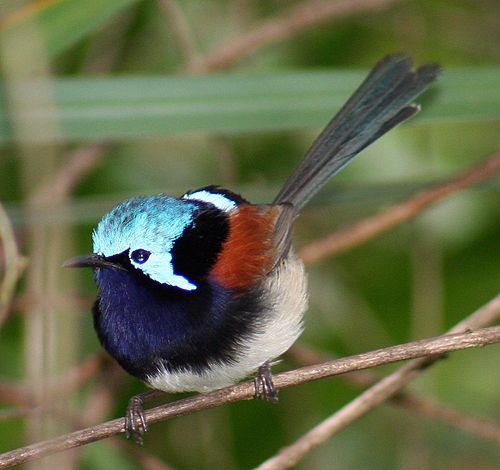 Red-winged fairywren